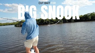 Using Cut Ladyfish in the Florida Everglades for BIG SNOOK [upl. by Weigle]