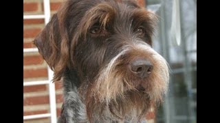 Жесткошерстный грифон Грифон Кортальса  Korthals Griffon Породы собак Dog Breed [upl. by Aleel674]