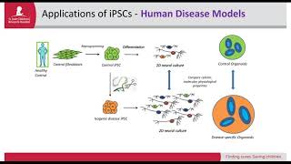 Modeling the human brain using induced pluripotent stem cells iPSCs [upl. by Ymmac]