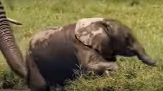 Baby African Elephants Struggle to Cross a Swamp in the Wild  BBC Studios [upl. by Ynnaj935]