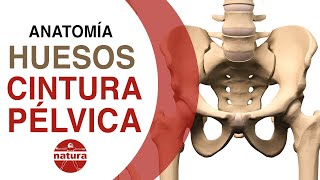 🎯CLASE DE ANATOMÍA GRATIS  Pelvis cadera sacro [upl. by Sudderth286]