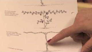 Gardening Pruning  How to Prune Grape Vines in the 1st Year [upl. by Nylecaj]