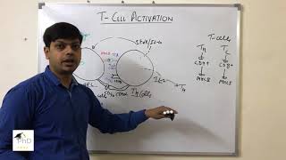 T cells activation by Dr Vipin Tyagi [upl. by Sheffield]