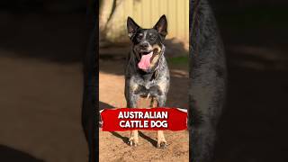 Australian Cattle Dog  Top 10 Facts  Animalia australiancattledog dog shorts [upl. by Drawets]