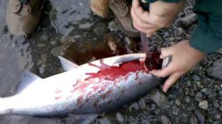 Bleeding Reds on the Kenai [upl. by Breeze]