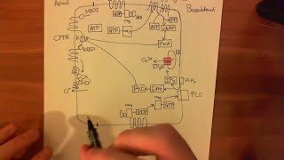 Cystic Fibrosis  CFTR Function Part 1 [upl. by Devan]