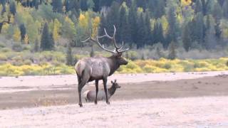 Elk mating season in the Rocky Mountain National park  Vlog [upl. by Hillier]