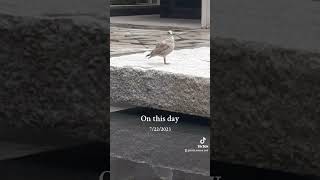 Bird On A Fountain dublin ireland shorts [upl. by Panayiotis416]