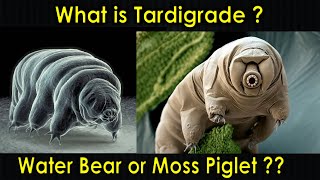 What is Tardigrade  Water Bear  Moss Piglet  Tardigrada  Purushotam Academy [upl. by Acacia]