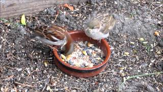 House sparrow male taking care of babies [upl. by Lyford]