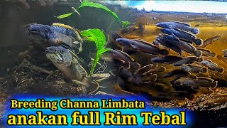 ternak channa limbata  full tahap dari Mancing sampai anakan besar² [upl. by Mattias]