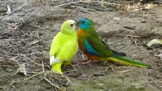 Turquoisine Parrots Feeding [upl. by Leirol673]