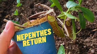 ESTAN DE REGRESO nepenthes carnivorousplants [upl. by Ondine]