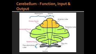 Cerebellum  Function Input amp Output [upl. by Annahpos]