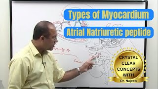 Types of Myocardium  Atrial Natriuretic Peptide  ANP 🩺 [upl. by Eben]