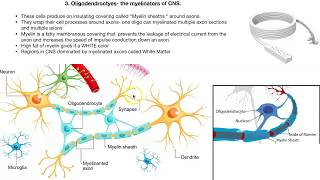 Neuroglia cells [upl. by Mit]