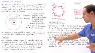 Centrosome and Centrioles [upl. by Werbel165]