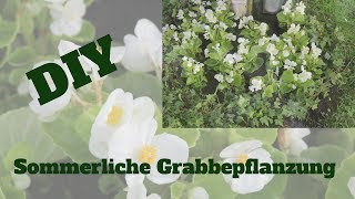 DIY Sommerliche Grabbepflanzung mit Begonien [upl. by Boothman226]