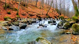 Forest Stream in Autumn  Soothing River Sounds for Sleep Meditation Relaxation  1080p  No Ads [upl. by Sontich]