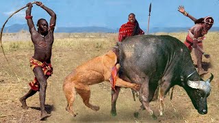 Brave Maasai Warrior Saves Theirs Buffalo From Lion Hunting In Kenya  Lion vs Buffalo [upl. by Gideon]