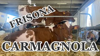 Razza Frisona 559fiera Primaverile Carmagnola TO [upl. by Inahs]