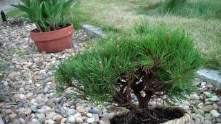 Mugo Pine Bonsai Preparation Part Imp4 [upl. by Oag362]