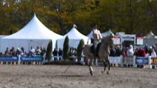 2010 Alltech World Equestrian Games  Jill McCrae LaGarrocha with Quebec [upl. by Sansbury]