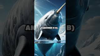 Narwhal Quiz Tooth or Tusk [upl. by Nauqas677]