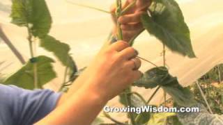 How to Prune Your Cucumber Plant [upl. by Atinuj]