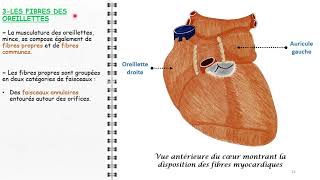 ANATOMIE FMPM STRUCTURE DU COEUR CARDIO [upl. by Ahterahs464]