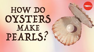 How do oysters make pearls  Rob Ulrich [upl. by Survance164]