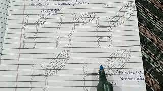 Asexual reproduction in Ectocarpus Unilocular and Plurilocular sporangium in detail [upl. by Wynny784]