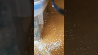 Diatomaceous Earth after 3 days and the roaches are fine insects ants [upl. by Mandel]