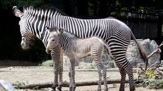 Zebra Braying  At The Denver Zoo [upl. by Kirch697]