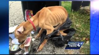 Emaciated dog rescued from trash [upl. by Hulton]