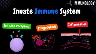 Innate Immune System Toll Like Receptors Phagocytosis amp inflammation   Immunology [upl. by Trebma]