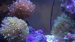 Frogspawn Coral Flow [upl. by Walley]