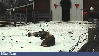 ReindeerCam Live Stream [upl. by Kampmeier]