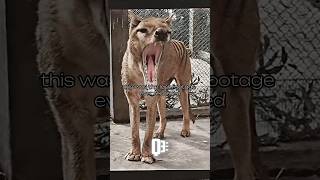 Last footage of “Tasmanian Tiger”  tasmaniantiger wildanimals funfacts shorts [upl. by Tuttle]