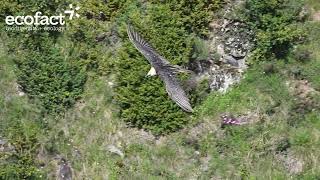 Bearded Vulture Gypaetus barbatus in the Spanish Pyrenees 4K [upl. by Geoff]