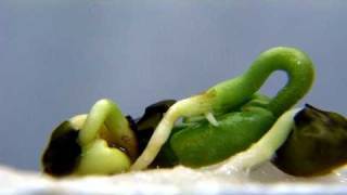 Green Bean Germination [upl. by Labotsirhc884]