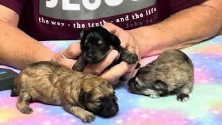 Carmels Schnoodle puppies September 25 2024 [upl. by Margeaux]