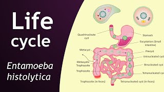 Life cycle of Entamoeba histolytica  parasitology  Basic Science Series [upl. by Intosh]