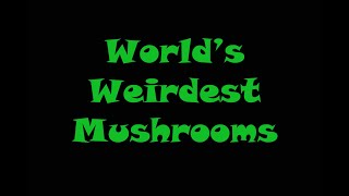 Worlds Weirdest Mushrooms [upl. by Topping48]