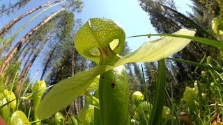 Predatory Plants Lure of the Cobra Lily [upl. by Narcissus880]