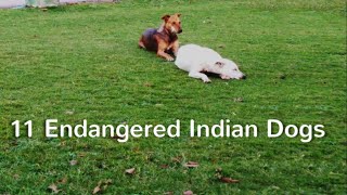 11 Endangered Indian Dogs [upl. by Airotel]