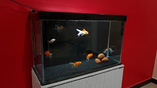 Oranda Goldfish Aquarium setup  OrandaRanchu and RedCap Goldfish tank setup  25 feet tank [upl. by Lotz649]