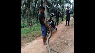 Big King Cobra caught at an oil palm estate in Kubu Gajah Selama Perak Malaysia [upl. by Rainer]