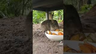 Potoroos and bettongs having breakfast💕💕💕💕💕💕 [upl. by Bortman]