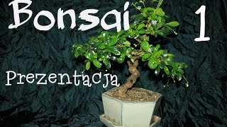 Drzewko Bonsai  Karmona drobnolistna  prezentacja [upl. by Villiers]